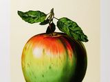 une photo d'une pomme sur laquelle repose une feuille