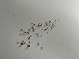 a lot of tiny insects that are on a white surface