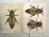 deux photos d'une abeille et d'une mouche sur un carrelage