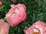 many pink flowers that are growing in the garden