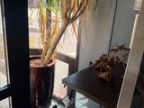 a plant that is sitting in the corner of the room