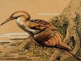 une peinture représentant un oiseau posé au sol
