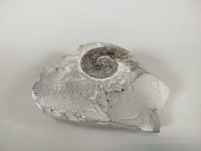 a rock with a fossil embedded in it on a white surface