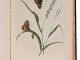 an open book with a picture of a butterfly and a plant