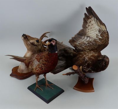 deux oiseaux qui se tiennent l'un à côté de l'autre