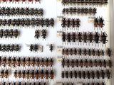 a lot of bugs that are on display in a box