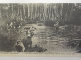 a black and white photo of a herd of sheep crossing a stream