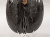 an image of an eggplant that has been cut in half