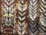 a lot of butterflies that are hanging on the wall