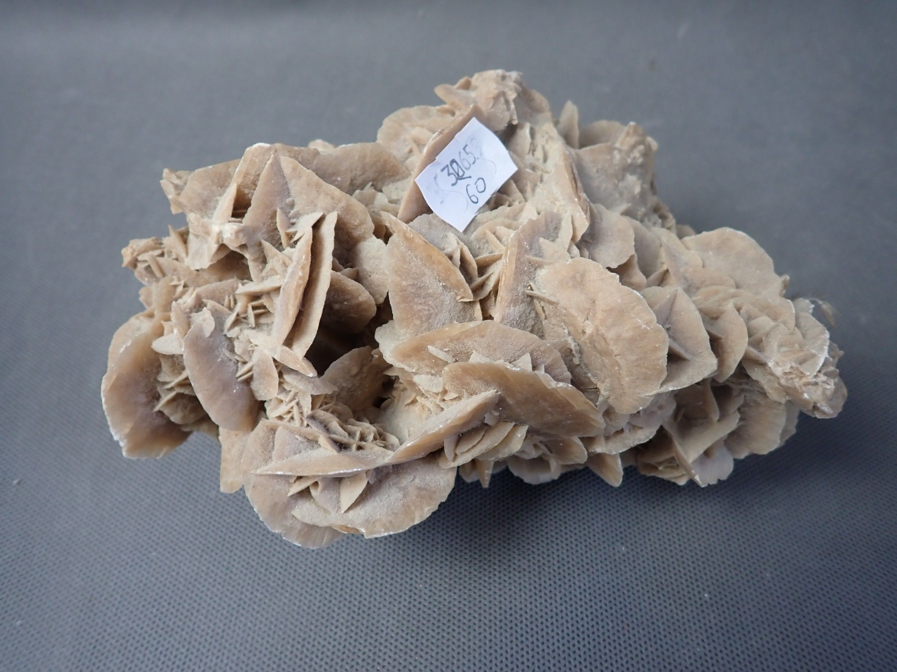Rose des sables , L 17 cm