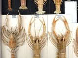many different types of lobsters displayed in a display case