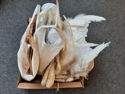 un oiseau mort dans une boîte posée par terre