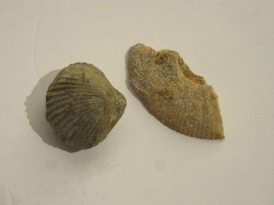 deux coquilles posées l'une à côté de l'autre sur la table