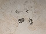 footprints of a dog and a cat on a dirty floor