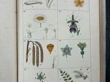 someone is holding an open book with drawings of flowers and plants