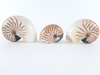 three nautish shells sitting on top of each other on a white surface
