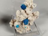 a close up of a piece of coral with blue beads on it