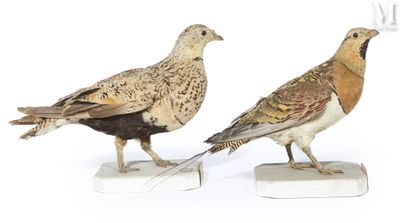 Deux oiseaux sont posés sur un socle en marbre, sur une surface blanche.