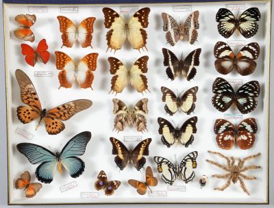 de nombreux types de papillons exposés dans une vitrine