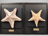 deux étoiles de mer encadrées, exposées dans un cadre noir