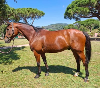 un cheval debout dans l'herbe, avec des arbres en arrière-plan