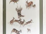 une photo d'une photo représentant un groupe de cerfs