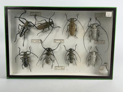a lot of bugs that are in a display case