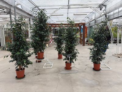 de nombreuses plantes en pot au milieu d'une grande pièce