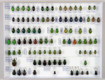 de nombreux coléoptères exposés dans une vitrine