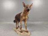 a stuffed hyena standing on a rock on a gray background