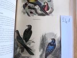 un livre ouvert sur une page où figurent des oiseaux
