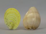 two bulbs of garlic next to each other on a white surface