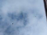a lot of bugs that are flying around in the sky