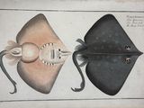 un vieux dessin représentant deux poissons-piquants et un poisson-piquant sur fond blanc