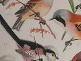 many birds that are sitting on the branches of a tree