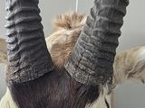 a antelope with long horns on a white surface