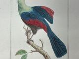 a bird that is sitting on a branch of a tree