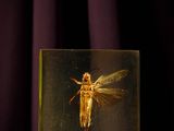 a picture of a small insect in a glass box