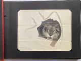 a picture of a drawing of a lion on a piece of paper