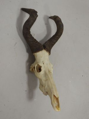 une tête de chèvre avec des cornes accrochée au mur