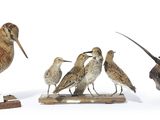 cinq espèces d'oiseaux différentes exposées sur une surface blanche