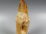 an image of a tooth that has been carved into a rock