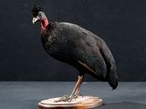 un oiseau posé sur un socle en bois