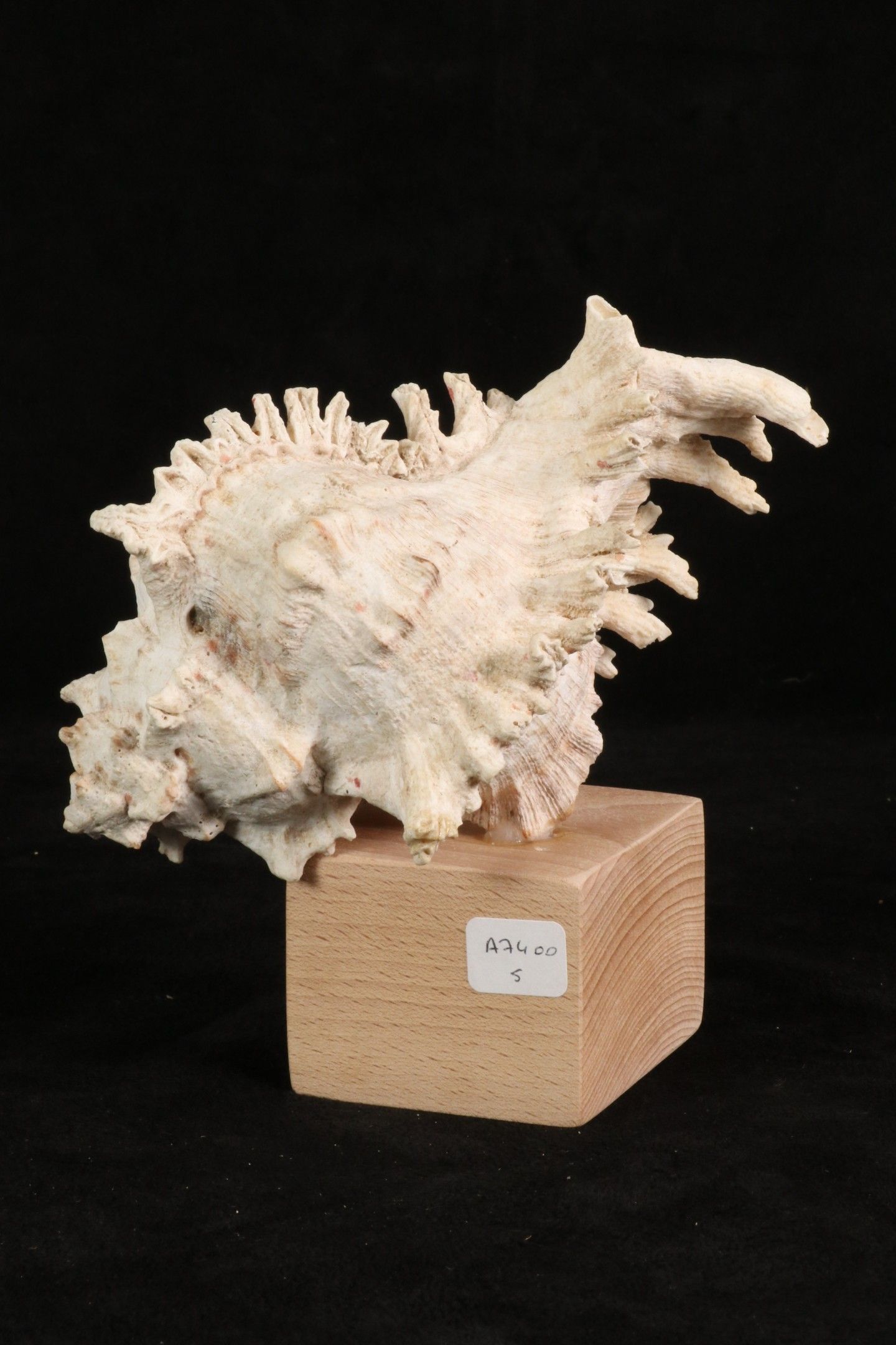 Objets d'art & Curiosités
