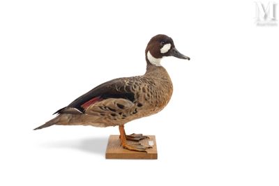 a bird that is standing on a wooden stand