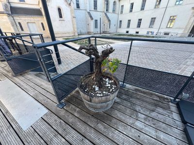 une plante en pot posée sur une terrasse en bois