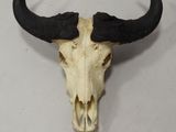 skull of a bull with long horns on a white surface