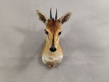 une tête d'antilope accrochée au mur d'une pièce