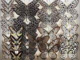 a lot of butterflies that are on display in a box