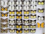 une vitrine remplie d'une grande variété de papillons
